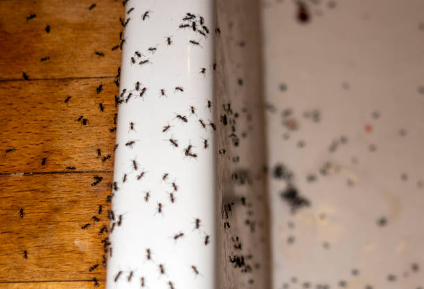 Wildlife Control Services in Atlanta, GA